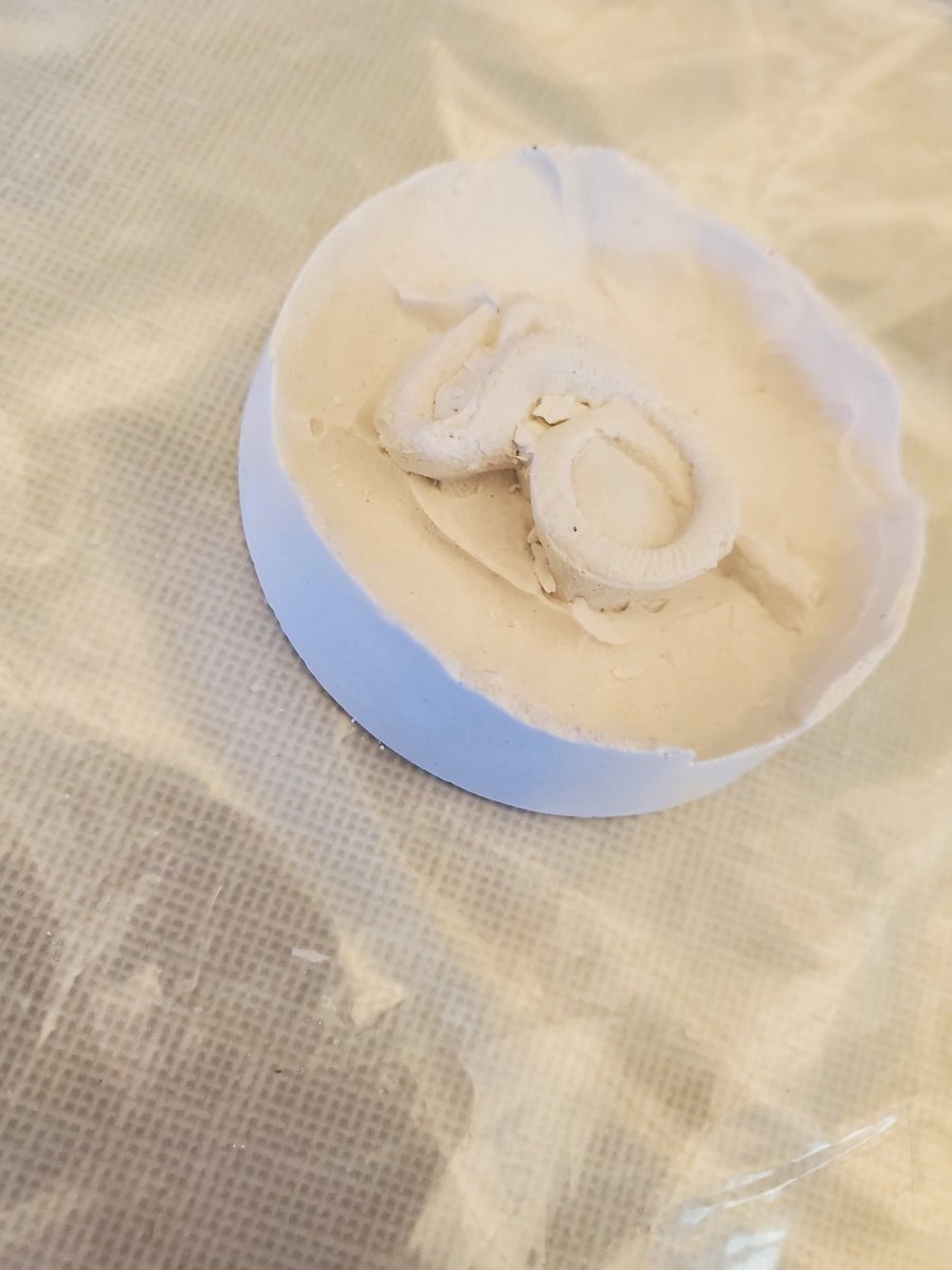 maurymathies's tweet photo. My 3rd grade Paleontologists made fossils. Amazing finished products. @MauryElementary @principalhpc https://t.co/NxqEHlzgyy