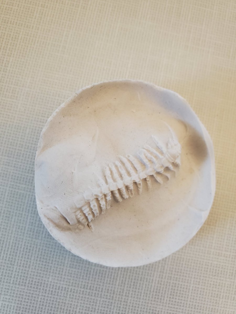 maurymathies's tweet photo. My 3rd grade Paleontologists made fossils. Amazing finished products. @MauryElementary @principalhpc https://t.co/NxqEHlzgyy