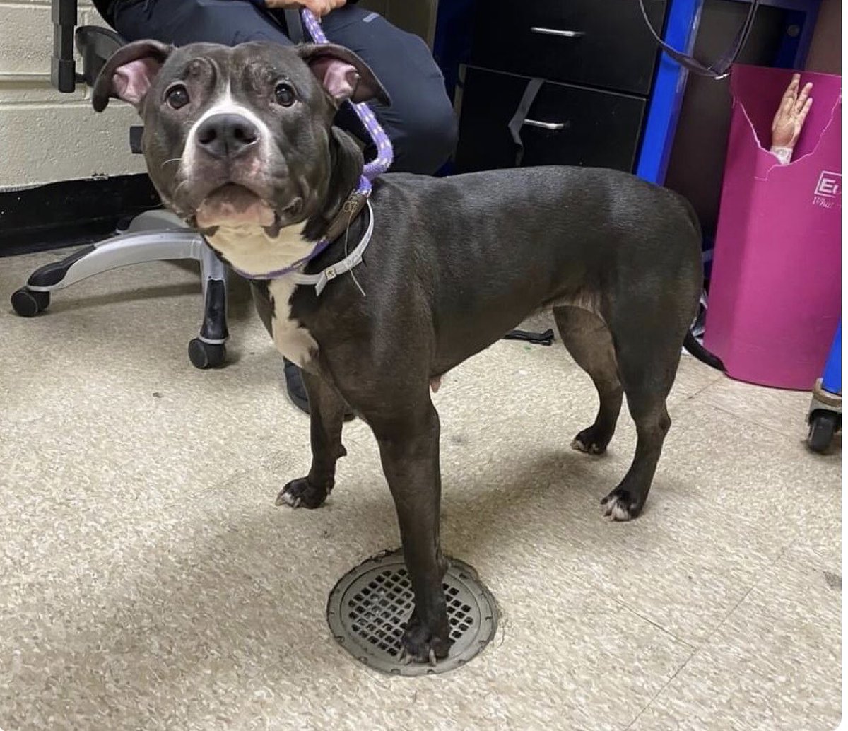 🆘💔🌼Buttercup🌼💔🆘 The fear in this girls eyes is easy to see and with good reason. Euthanasia listed for tomorrow <a href="/NYCACC/">Animal Care Centers of NYC</a> if not already gone. Please step up and #Foster this girl urgently need to be within 4 hrs of #NYC

#Dogs #Dogsoftwitter #Foster #Rescue #pledge 
#urgent