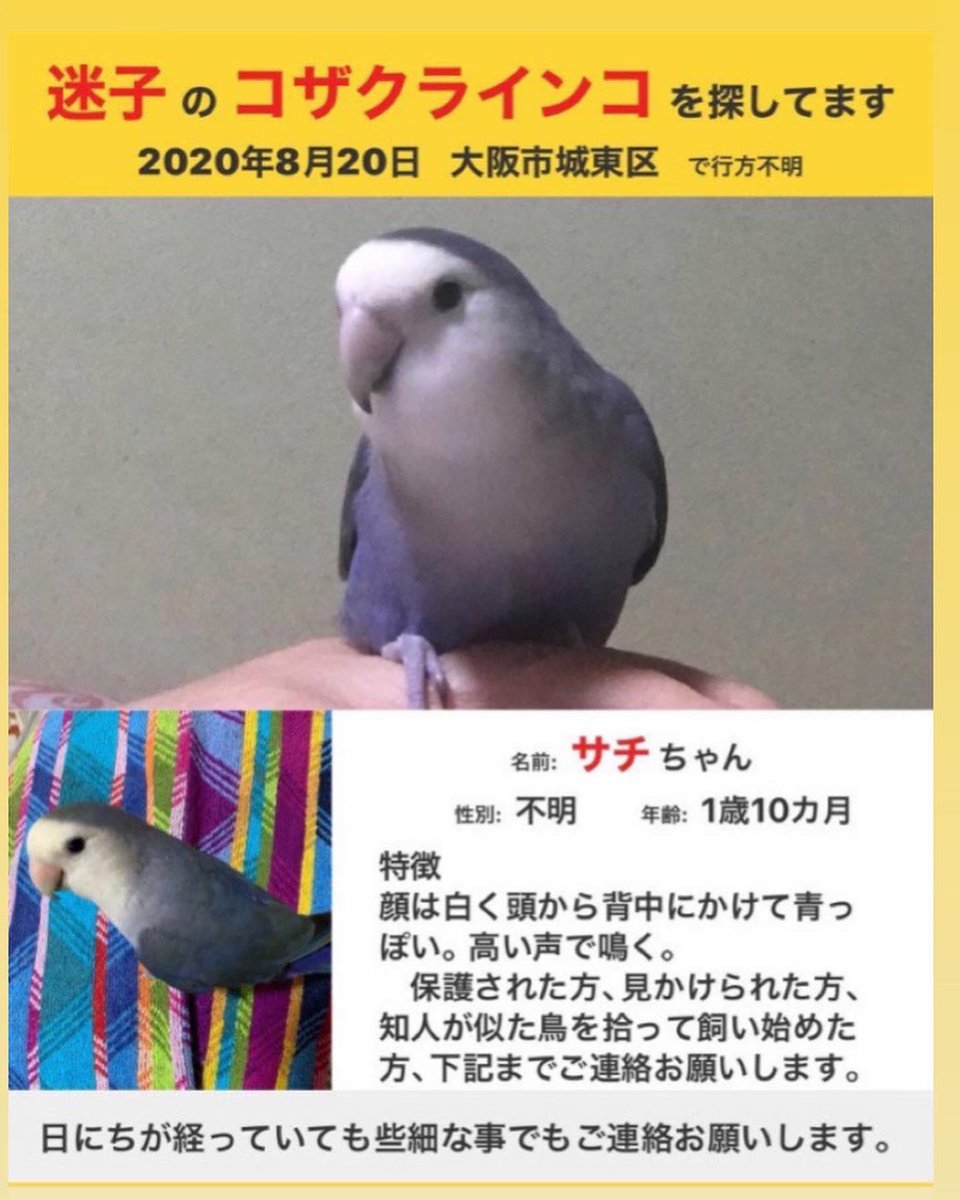 迷子コザクラインコを探しています 大阪市 拡散希望 tweet media