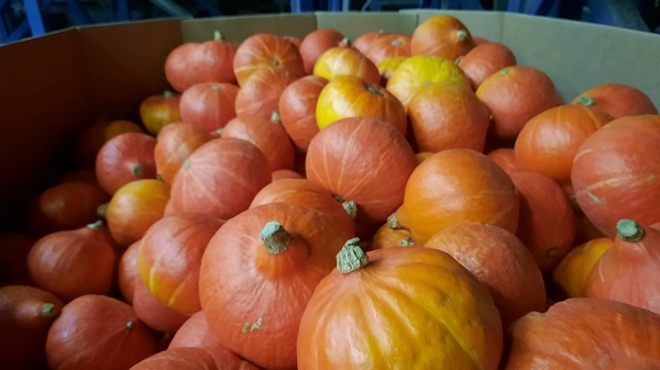 First onions and potatoes, now year-round organic pumpkins too - <a href="/WeGrowOrganic/">WeGrowOrganic</a>
freshplaza.com/article/939691…
