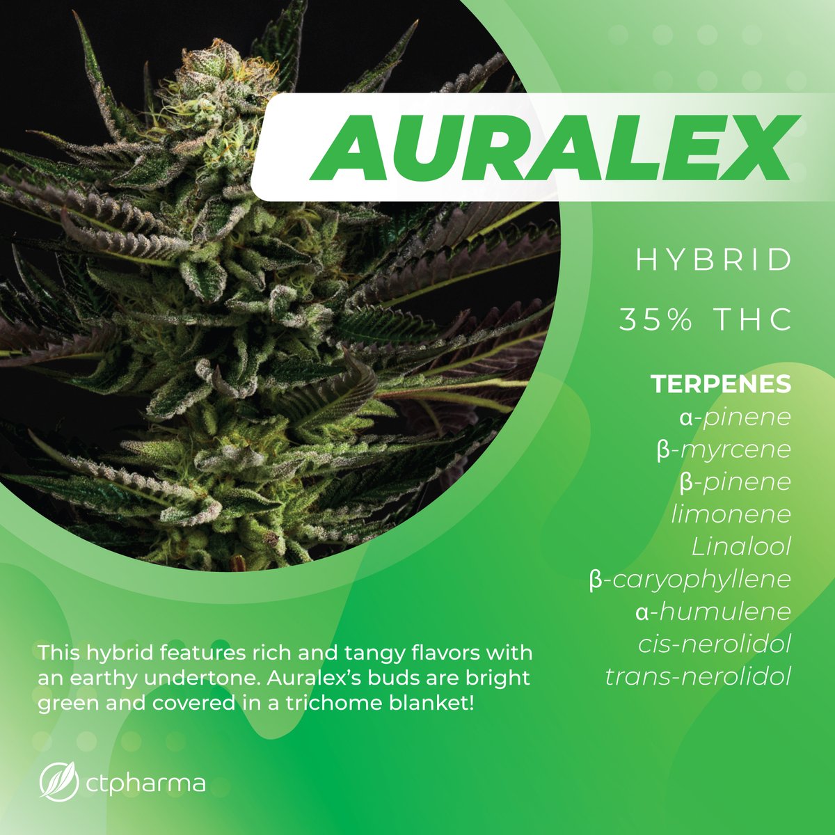 CTPharmaSol's tweet photo. Auralex Flower T35% H 13962 is a potent
hybrid with a rich and tangy flavor (34.57% THC & 2.96
% terpenes) #ctmmj #ctmmp #medicalmarijuana
#alwaysgrowing https://t.co/5e5PEdAF76