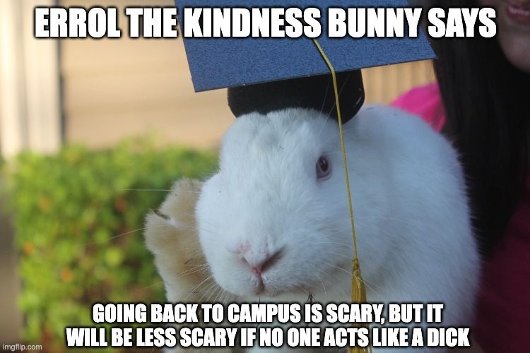 AngrierBadger's tweet photo. And another one from my rabbit bestie, Errol. #carrotsnotsticks https://t.co/Q9OoK6gUA4