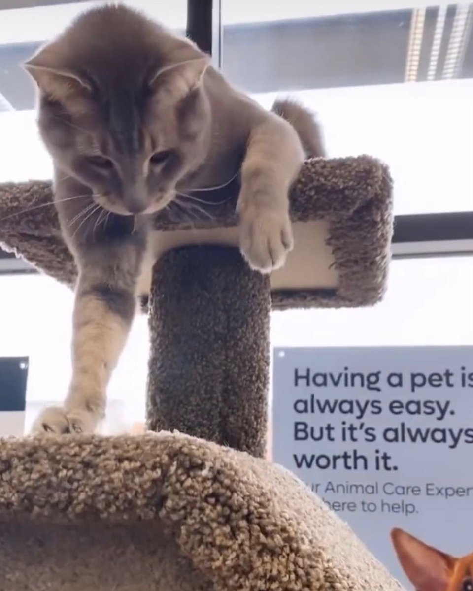 SAFEteamrescue's tweet image. Happy Wednesday from adoptable kitty, Curly!  Curly is opening her heart and sharing her playful side at 1141 Windermere Way, Edmonton, so great to see!  This cutie is 8.5 years young, she does well with other gentle kitties and she will also be fine as the 1+ONLY Kitty in her