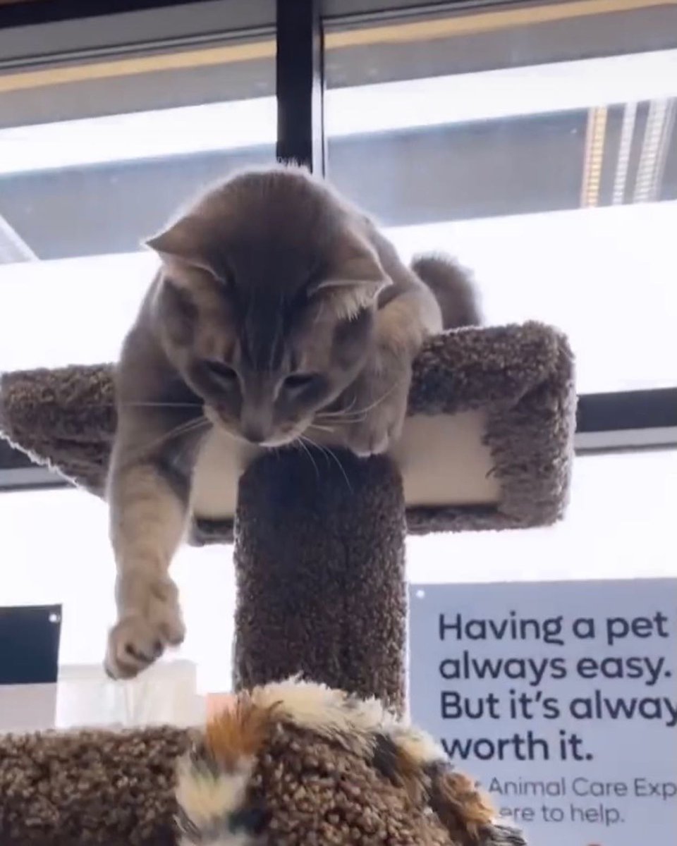 SAFEteamrescue's tweet image. Happy Wednesday from adoptable kitty, Curly!  Curly is opening her heart and sharing her playful side at 1141 Windermere Way, Edmonton, so great to see!  This cutie is 8.5 years young, she does well with other gentle kitties and she will also be fine as the 1+ONLY Kitty in her