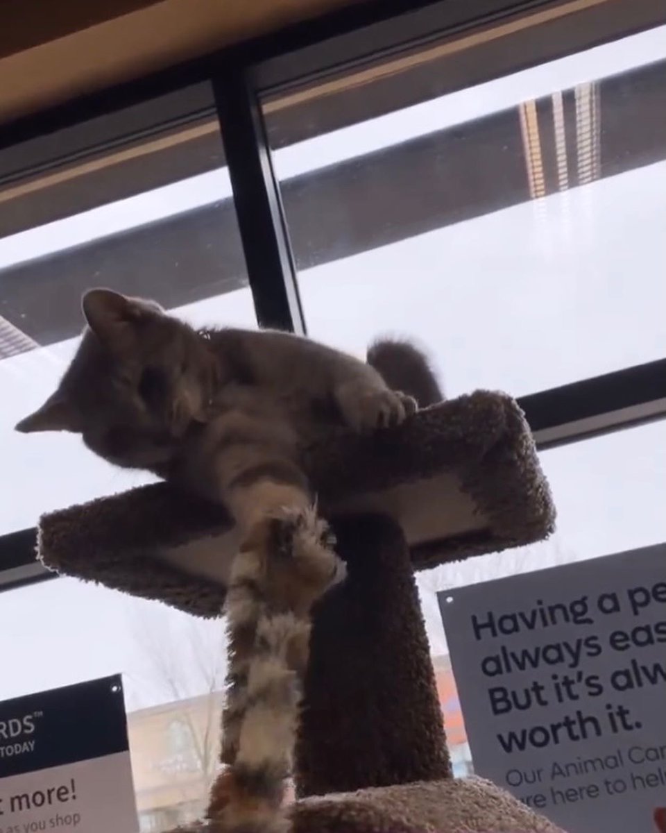 SAFEteamrescue's tweet image. Happy Wednesday from adoptable kitty, Curly!  Curly is opening her heart and sharing her playful side at 1141 Windermere Way, Edmonton, so great to see!  This cutie is 8.5 years young, she does well with other gentle kitties and she will also be fine as the 1+ONLY Kitty in her