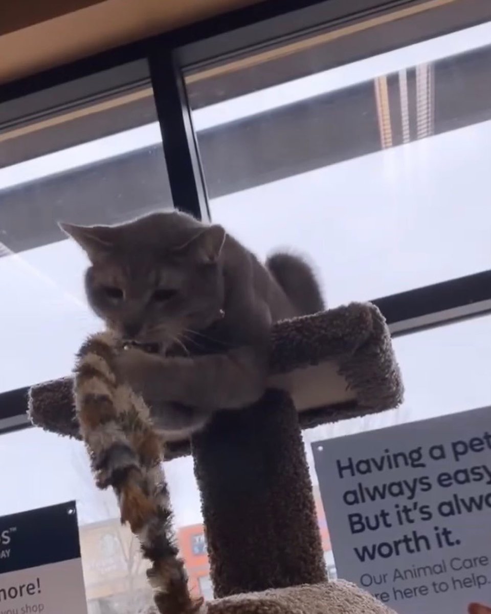 SAFEteamrescue's tweet image. Happy Wednesday from adoptable kitty, Curly!  Curly is opening her heart and sharing her playful side at 1141 Windermere Way, Edmonton, so great to see!  This cutie is 8.5 years young, she does well with other gentle kitties and she will also be fine as the 1+ONLY Kitty in her