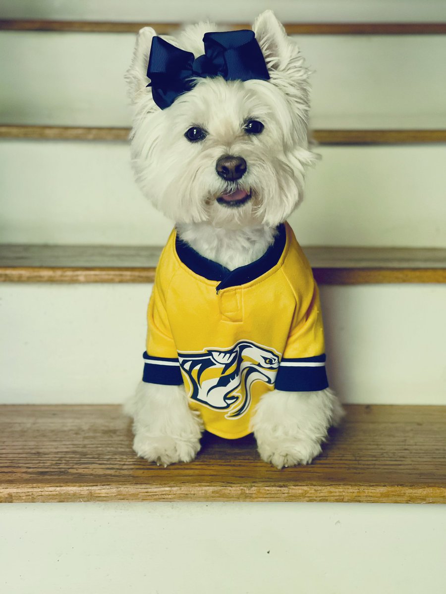 Hi everyone!  My name is Princess Belle and I have a Westie brother &amp; Poodle brother. I’m new to twitter and would love to make new friends. I’m watching my favorite hockey team tonight. <a href="/PredsNHL/">Nashville Predators</a> Come say Hi to me!! #dogsoftwitter #RescueDogs #PoodlesofTwitter #WestiesofTwitter