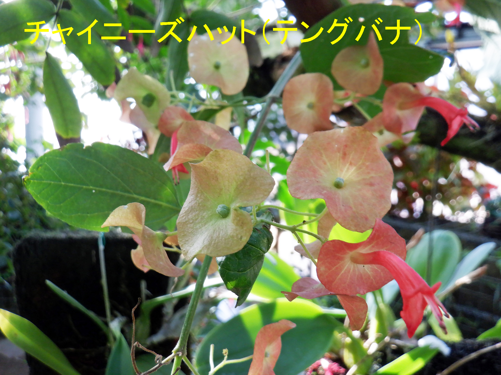 Twitter এ 新宿御苑 自然情報 ぽかぽか常夏気分の温室で あたたかな色の花 めぐり 今週はシンビジウムなど色とりどりの洋ランを多数展示しています チャイニーズハットの名前を持つ変わった形の花 や フイリソシンカなどパステルカラーの春色の花が楽しめますよ