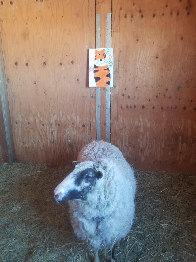 Reddit's tweet photo. "My 9-year-old daughter painted a Bengal tiger and then hung it in our ram's stall just to troll him lol"

https://t.co/hDrIegbhh6 via r/bengals https://t.co/VRW5K78rt9