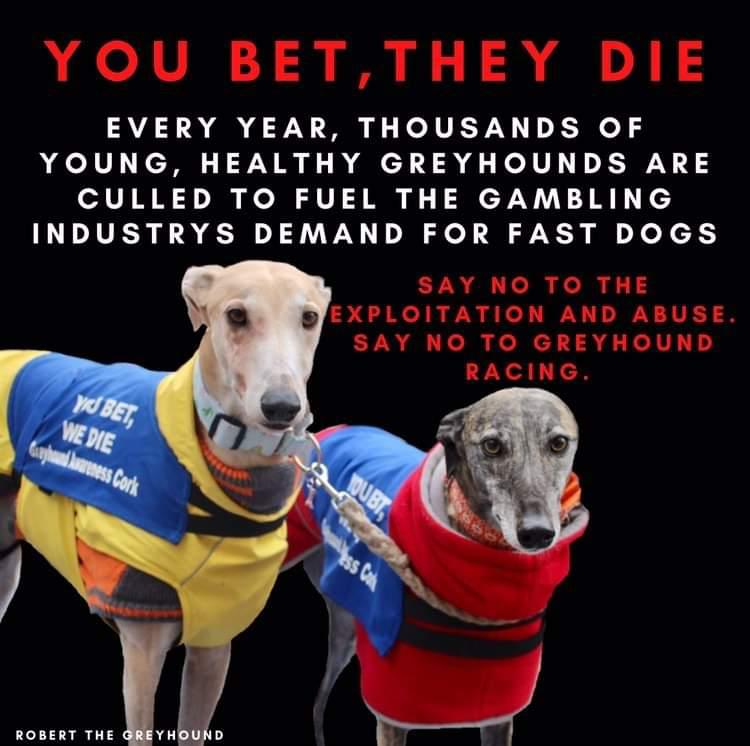 Are Greyhound Dogs Safe
