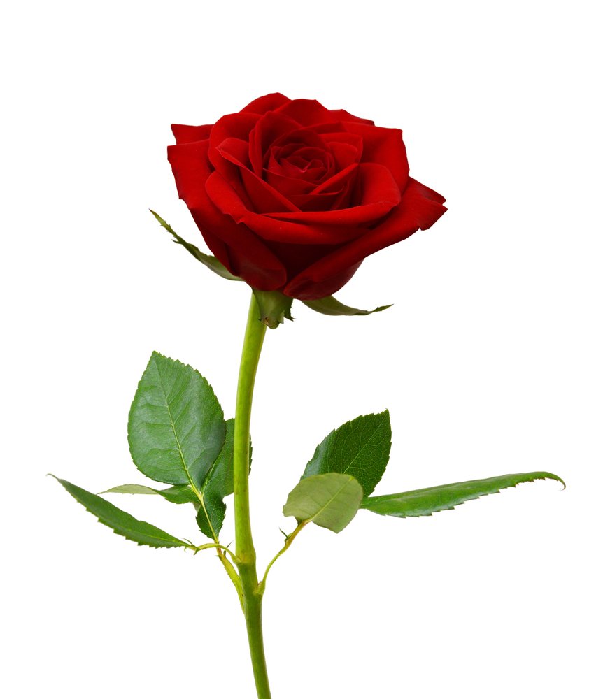 Paboritong bulaklak ko mula nuon at hanggang ngayon.🌹❤️💚

#redrose #rossesarered 🌹