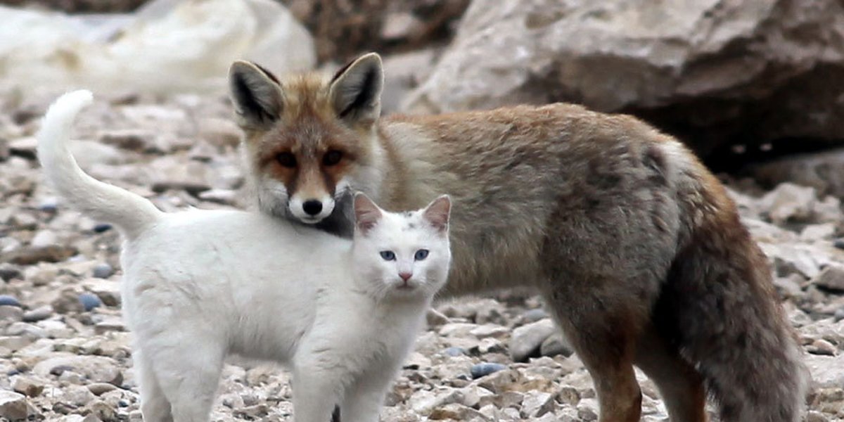 Very fox. Кот и лиса. Лисенок и котенок. Дружба животных разных видов. Лиса и кошка.