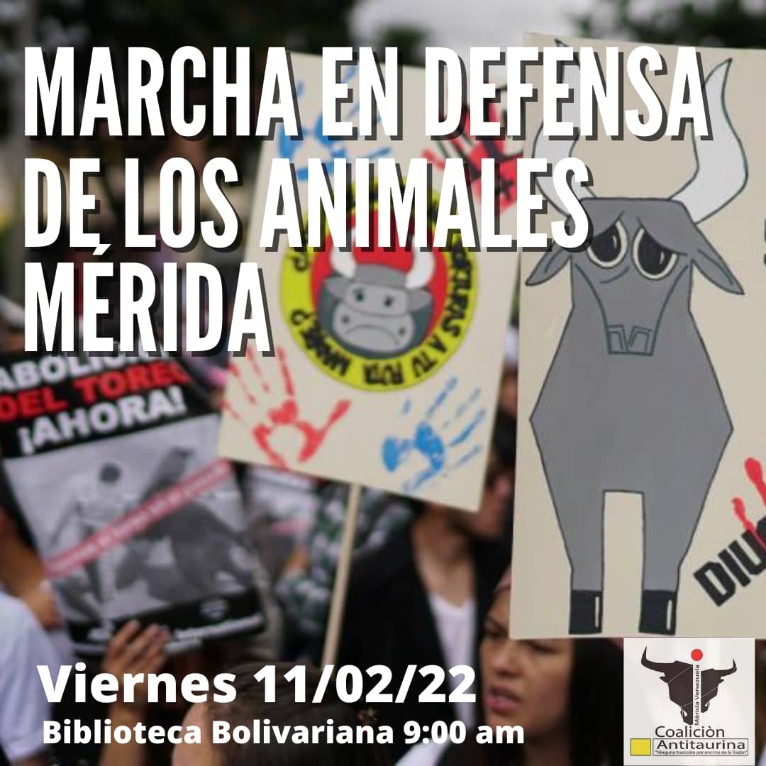 Vzlasincorridas's tweet photo. La Coalición Antitaurina convoca a la Caminata contra el Maltrato Animal el viernes 11 Febrero 9 am desde el Ministerio Público, de ahí marcharemos con pancartas, música y arte hasta la Defensoría del Pueblo.
#VenezuelaSinCorridasDeToros
"Ningúna tradición por encima de la razón" https://t.co/GQIHpzBQIA