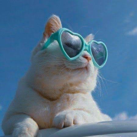 Equru1's tweet photo. @nyanheroes This most represents my Nyan 🤘 Sporting some flash sunnies! 😁 https://t.co/B0rZeWZ8jj