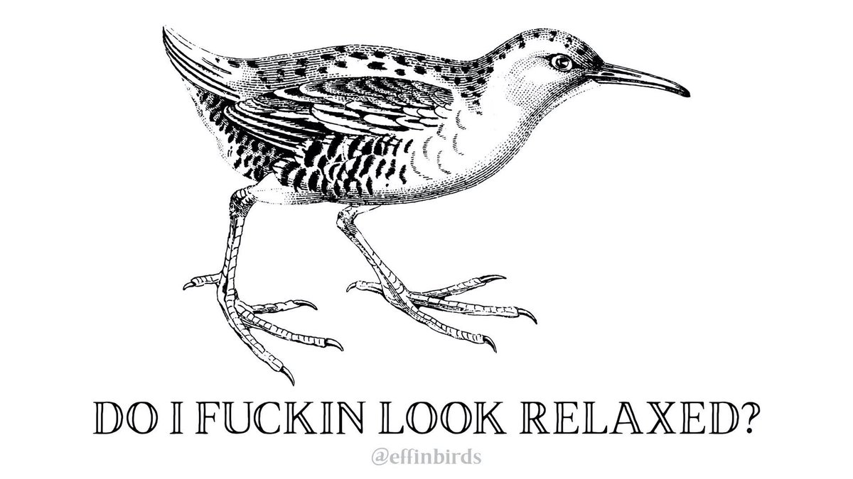 EffinBirds's tweet photo. https://t.co/5rwgkUWyUZ