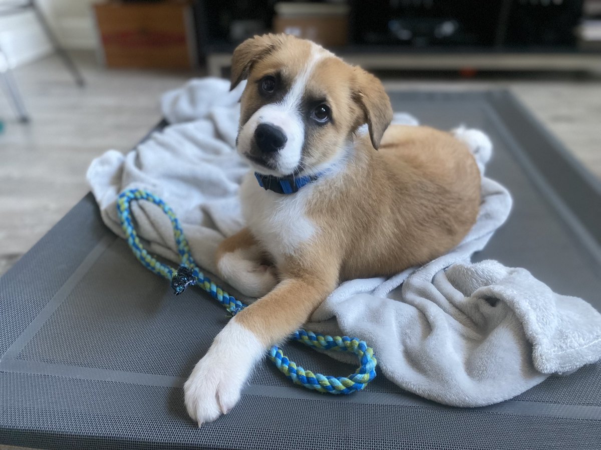 DE_RyanMosier's tweet photo. Because #puppy pics never get old. And if they do to you, well, bless your heart.
#puppies #dogsoftwitter #RescueDogs #yeahTHATgreenville #surcee #blessyourheart https://t.co/yTUxUw8ndT