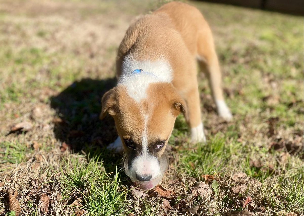 DE_RyanMosier's tweet photo. Because #puppy pics never get old. And if they do to you, well, bless your heart.
#puppies #dogsoftwitter #RescueDogs #yeahTHATgreenville #surcee #blessyourheart https://t.co/yTUxUw8ndT