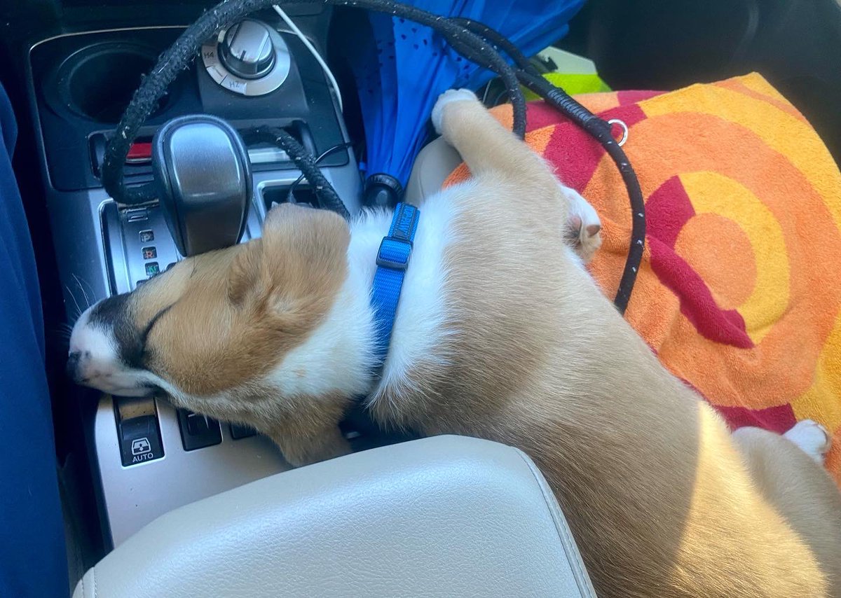 DE_RyanMosier's tweet photo. Because #puppy pics never get old. And if they do to you, well, bless your heart.
#puppies #dogsoftwitter #RescueDogs #yeahTHATgreenville #surcee #blessyourheart https://t.co/yTUxUw8ndT