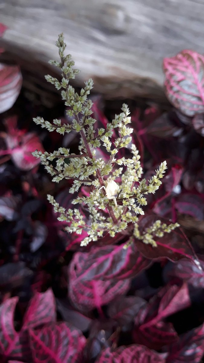 Swane47688833's tweet photo. #InsectThursday #SmallCreature https://t.co/9494uBppIV