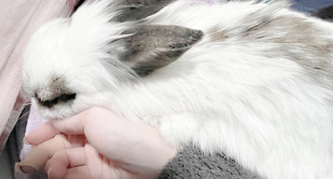 まだ普段通りではないけど抗生剤のおかげか顎の腫れが引いて口も開けるようになって少しずつふやかした餌を食べれるようになった まだ検査はできてないし腫瘍だった場合再発の可能性もあるけどとりあえず安心した… 