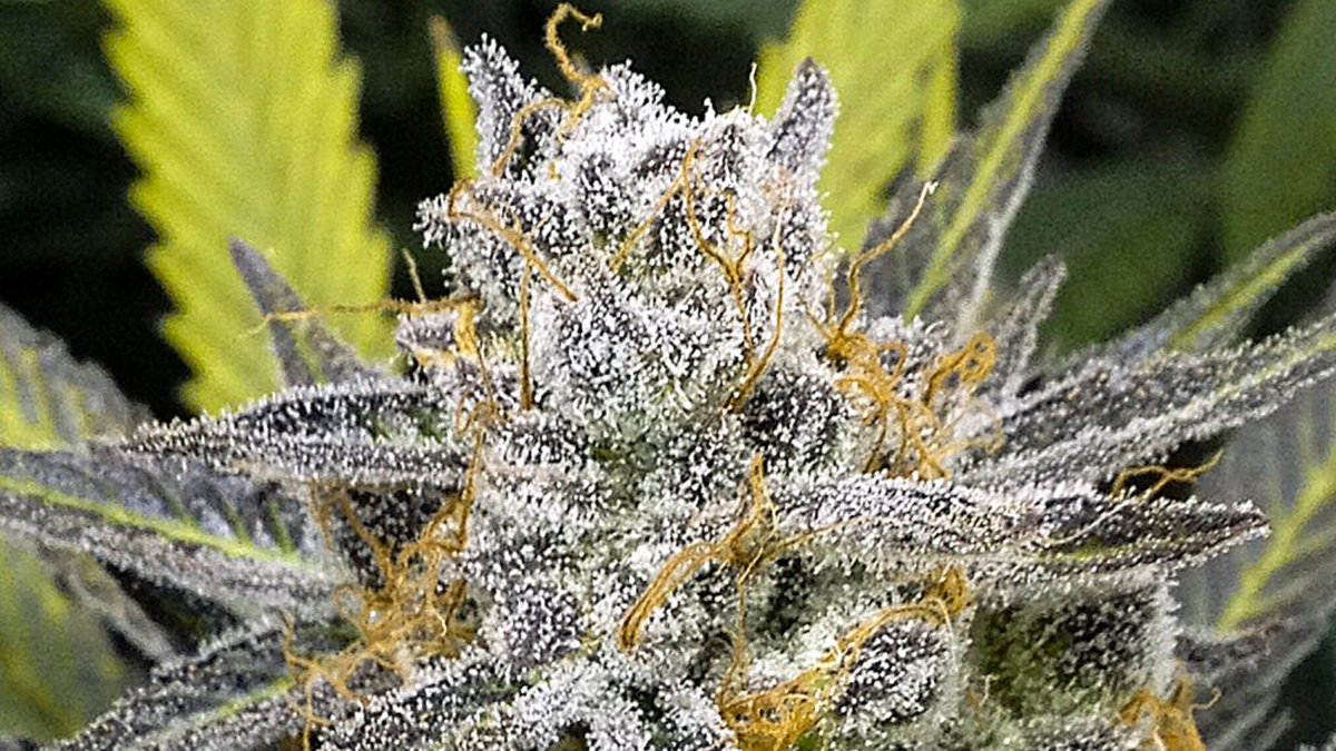 seedshop's tweet photo. Banana Split 

A Tangie strain crossed with Banana Sherbet: an instant hit!

 ⌛ Flowering time: 8 - 9 weeks

#cannabisseeds #dnagenetics #bananasplit #seedbank #hempshopper #amsterdam https://t.co/AaRX8cqqcc