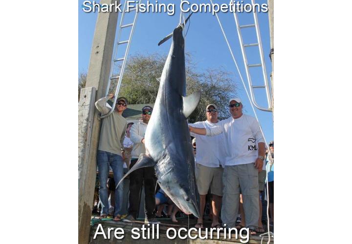 RobRobbEdwards's tweet photo. Here I am thinking Shark Fishing Competitions were from a bygone era https://t.co/4dzYvFjYuz