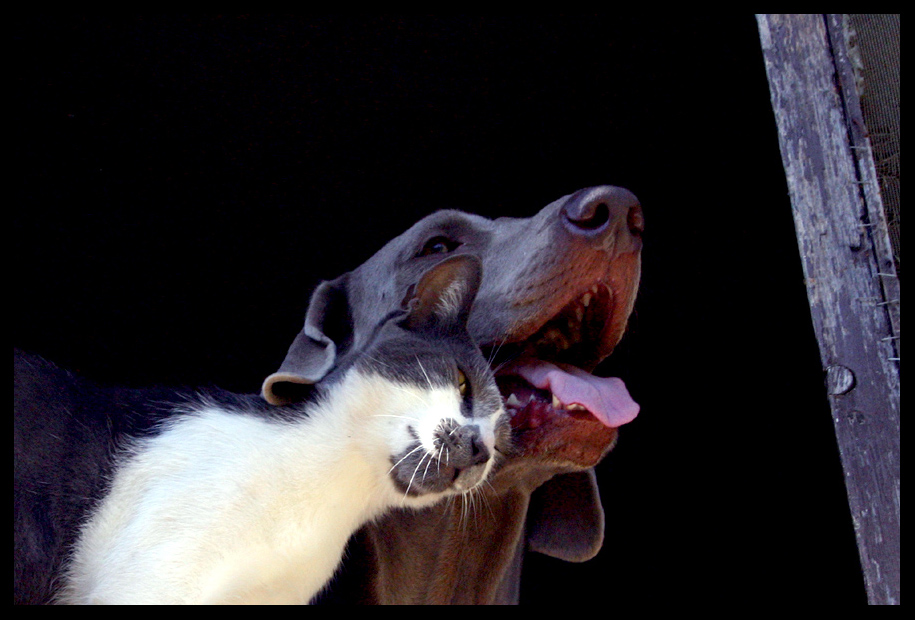 We do not forget about our animal friends in need. Join Cuddle.Me, unique nft project helping those in need worldwide.🌐From shelters to medical care. Come and 👀 see for yourself. Learn more via our Discord. #eth #impact #indogswetrust