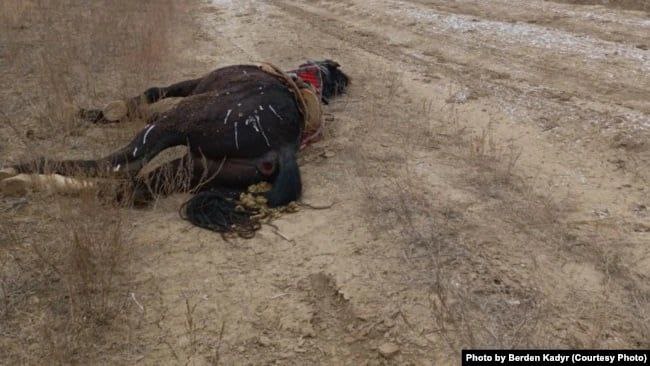 zhunussovserik's tweet photo. @Veritas_kz @EP_President @eu_eeas 2 Πttention USA, Canada, UK and EU! It's not even safe to herd sheep in KZ! Tokaev-Nazarbaev Maniacs can shoot you and your horse without warning! That's right! #NotTerrorists
#PersonalSanctions
#NursultanNazarbayev
#Tokayv @kevinhollinrake
@Malinowski @SteliosKoul
@EUSR_CA https://t.co/XGIrRDwuxG