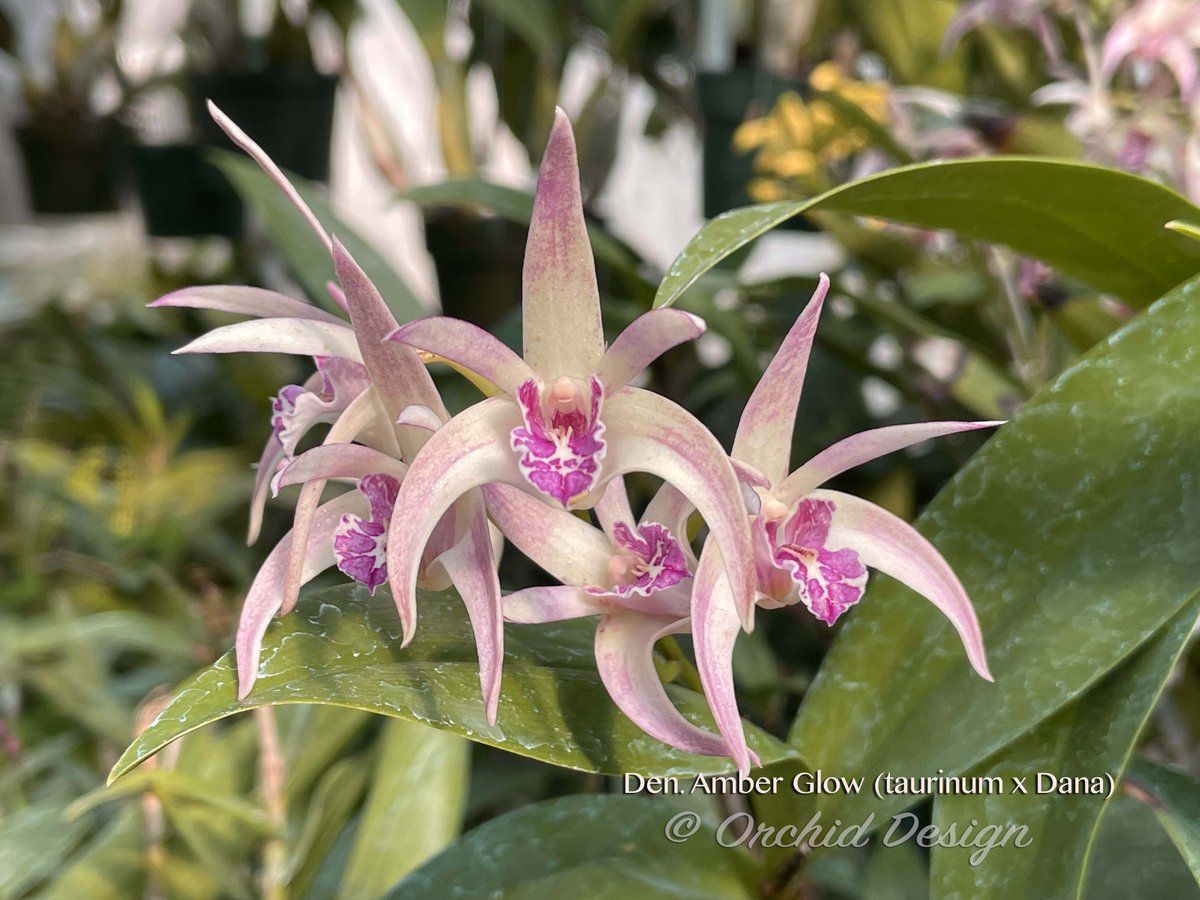 Dendrobium Amber Glow (taurinum x Dana) @ Orchid Design 
<a href="/orchids/">Orchids</a> <a href="/dendrobium/">Dendrobium</a>, @australiandendrobium <a href="/orchidesign/">Joana Castilho</a> <a href="/sforchidsociety/">San Francisco Orchid Society</a> @pacificorchidexpo