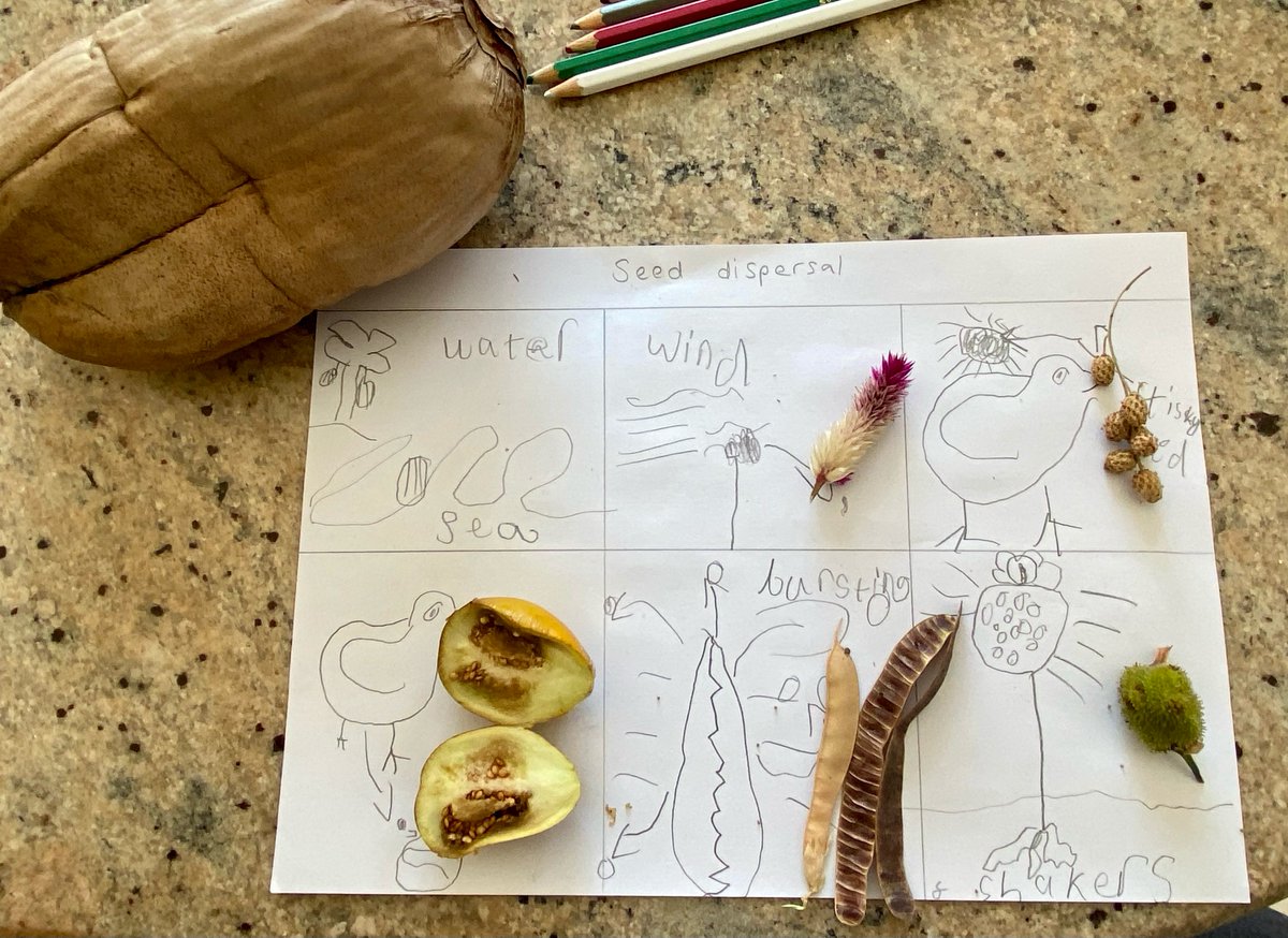 BSMuscatY2's tweet image. Science can be so much fun! Year 2 have been learning about plants. Here are some of their beautiful posters explaining all the different ways that can transport a seed into a new location. 😍👏