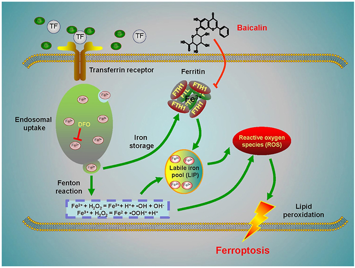 ActaPharmSinB's tweet photo. Short Communication✍️#Baicalin induces #ferroptosis in #BladderCancer cells by downregulating #FTH1. Baicalin exerts its anticancer activity by inducing FTH1-dependent ferroptosis, provide therapeutic potential for bladder cancer treatment. @WeiTaoLab
https://t.co/BJICDW34XR https://t.co/crZNOykwgn