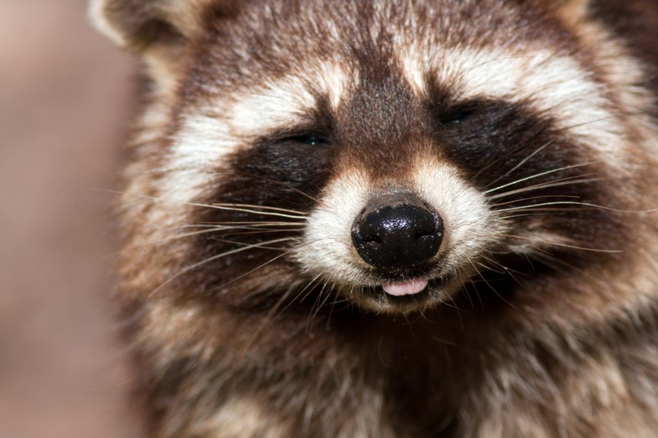 Raccoons Hourly tweet media