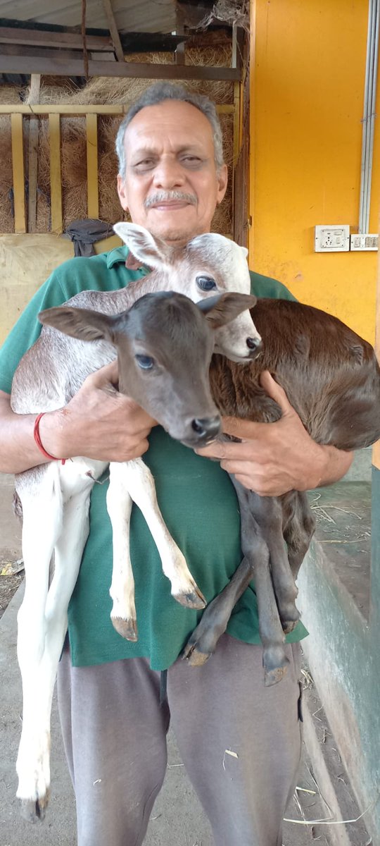 Goumatha's tweet image. Little #kids at safe hands of #Goupalaka!!

Pic from Amritadhara Goushala, Bajakudlu.

#SaveDesiCows
#BosIndicus
#KasaragodDwarf