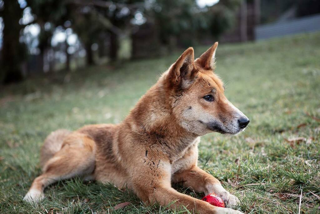 Wandi_Dingo's tweet photo. I’m very excited every morning to get my daily apple! They are scrumptious! 

Follow our socials ⬇️⬇️ 

@pumbahthedingo @dingodiscovery @dingowhiskers @sooty_dingo
#dingo #dingoesofinstagram #canisdingo #savethedingo https://t.co/7U2xxdJMXn https://t.co/AdfgkBCm05