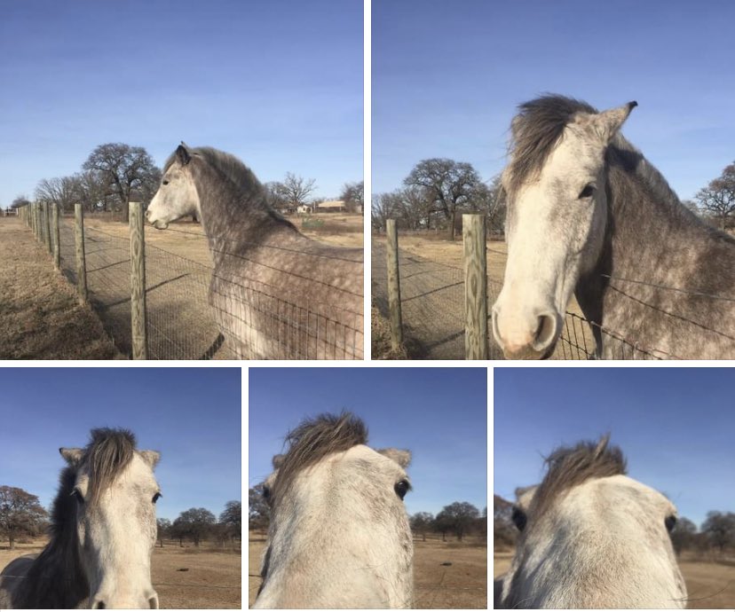 DoubleWideClyde's tweet photo. #BossMare #MareStare #HorsesOfTwitter #FeedMe https://t.co/Nntk6BMOMB