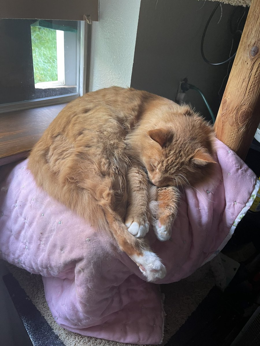 adjectives's tweet photo. Tired cat. https://t.co/8TcWDbym0W
