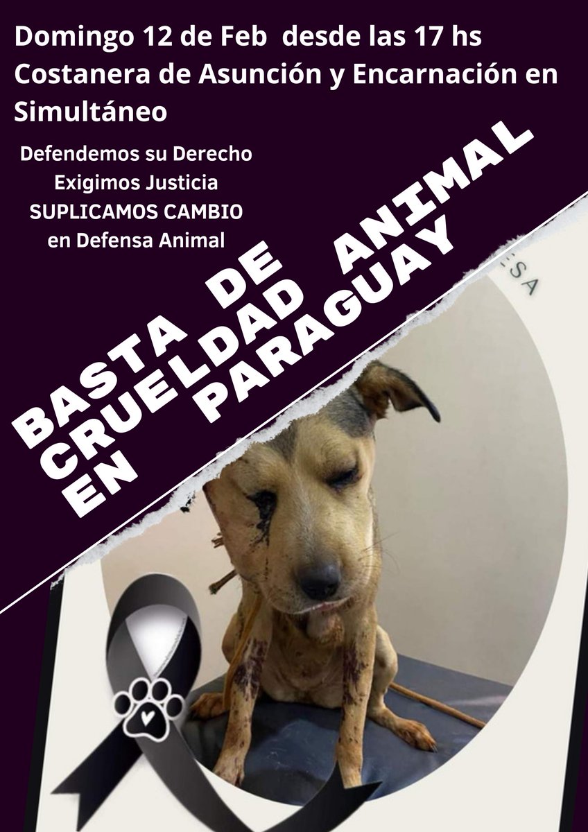 edithortizg's tweet photo. RT Princesa Nunca Más en Py‼️falleció en Encarnación, tras una golpiza con palo con clavos. Hay sospecha del autor, la denuncia está en el @MinPublicoPy EXIGIMOS CASTIGO y CAMBIO de la Directora Teresita Alvarez de @defensanimalpy 🤡  @salvandohocicos @perdidospy @flogismondi https://t.co/A8tin167tH