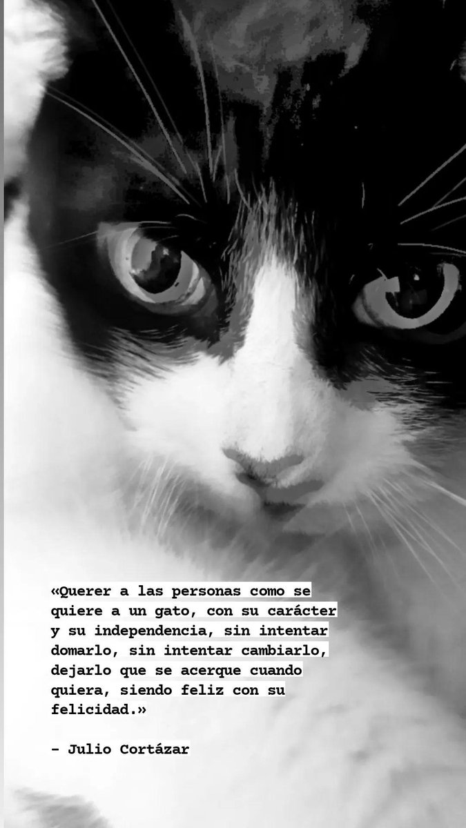 leMooniq's tweet photo. «Querer a las personas como se quiere a un gato, con su carácter y su independencia, sin intentar domarlo, sin intentar cambiarlo, dejarlo que se acerque cuando quiera, siendo feliz con su felicidad.»

- Julio Cortázar https://t.co/PJELAQt6sH