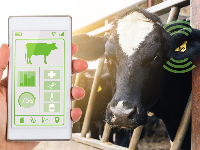 Connected cows for better meat and dairy products | Interview <a href="/CallejeroCarlos/">Carlos Callejero</a> | <a href="/CORDIS_EU/">EU Research Results</a> europa.eu/!6PmnmR - <a href="/cattlechain/">Cattlechain</a> is helping farmers to cope better with large numbers of animals while assuring full transparency of the supply chain #AnimalWelfare #blockchain