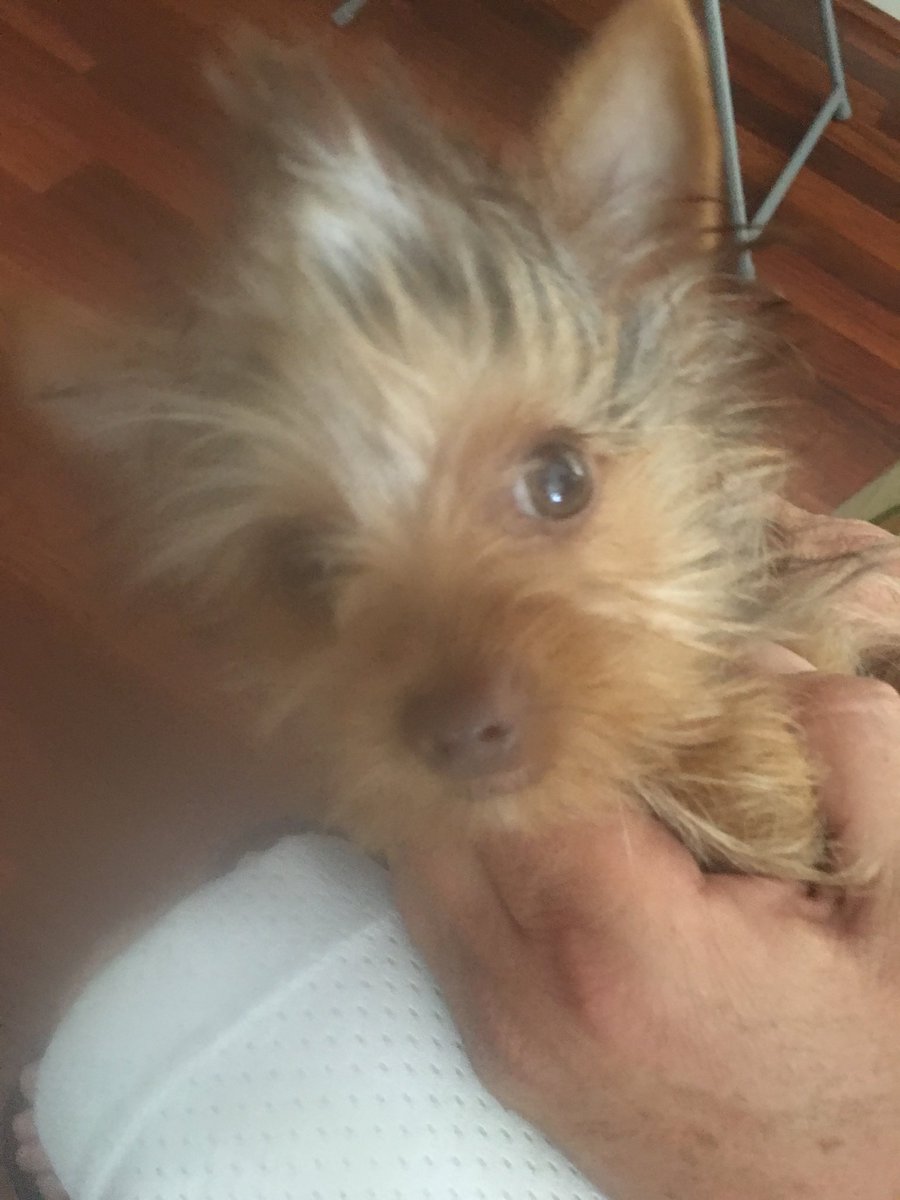 adamlovespeek's tweet image. Right back at you. #BadHairDay #DogsofTwittter