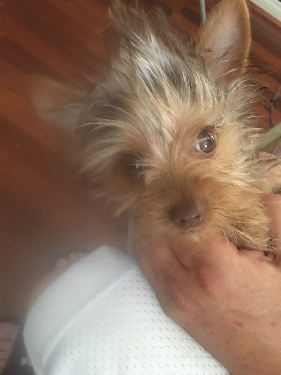 adamlovespeek's tweet image. Right back at you. #BadHairDay #DogsofTwittter