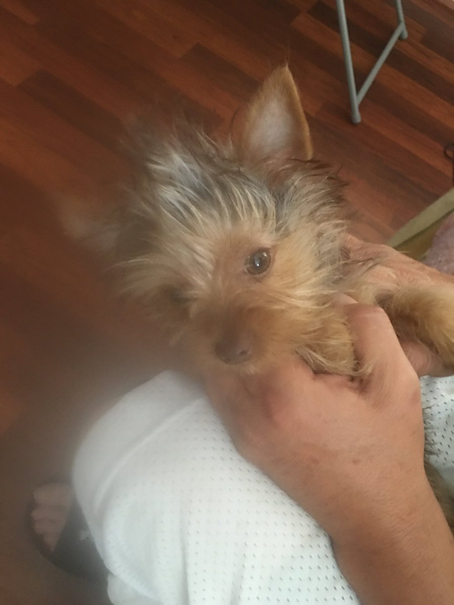 adamlovespeek's tweet image. Right back at you. #BadHairDay #DogsofTwittter