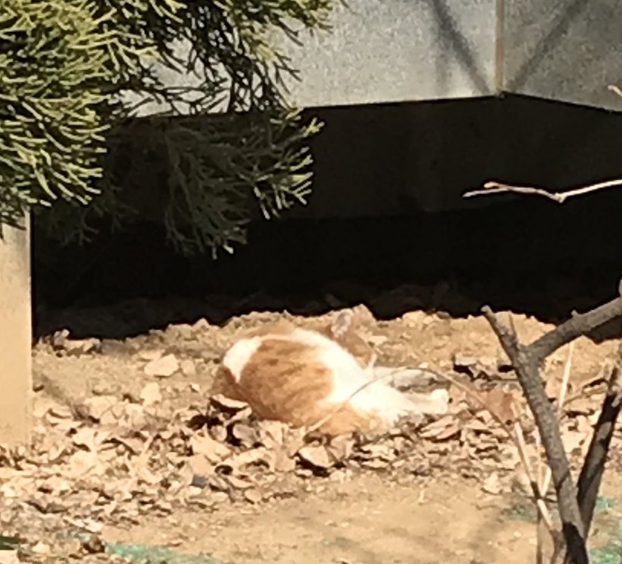 고영이 낮잠자고있어..!!