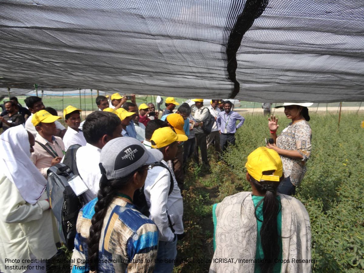 Grain Legumes and Dryland Cereals (GLDC) (@gldc_cgiar) on Twitter photo Scaling-up participatory research of high-yielding pigeonpea hybrids enabled the potential for increased productivity of smallholder farmers by sharing science-based best practices and improved seeds in #India. bit.ly/3uAGi3T
#OneCGIAR <a href="/ICRISAT/">ICRISAT</a> <a href="/GLDC_CGIAR/">Grain Legumes and Dryland Cereals (GLDC)</a> <a href="/CGIAR/">CGIAR</a> Scaling-up participatory research of high-yielding pigeonpea hybrids enabled the potential for increased productivity of smallholder farmers by sharing science-based best practices and improved seeds in #India. bit.ly/3uAGi3T
#OneCGIAR <a href="/ICRISAT/">ICRISAT</a> <a href="/GLDC_CGIAR/">Grain Legumes and Dryland Cereals (GLDC)</a> <a href="/CGIAR/">CGIAR</a>