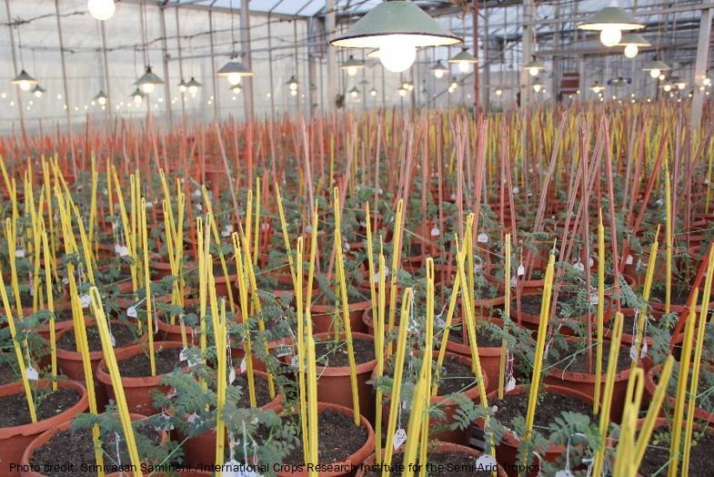 Grain Legumes and Dryland Cereals (GLDC) tweet media