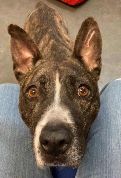 <a href="/reddogsusie/">Susie Davis</a> I pledge $10 for SPARKLE‼️🆘️
CONGESTIVE HEART FAILURE⁉️
GET HER OUT NOW‼️⚠️‼️
DON'T LET HER SPARKLE FADE AWAY💔- PLEASE PLEDGE‼️🙏