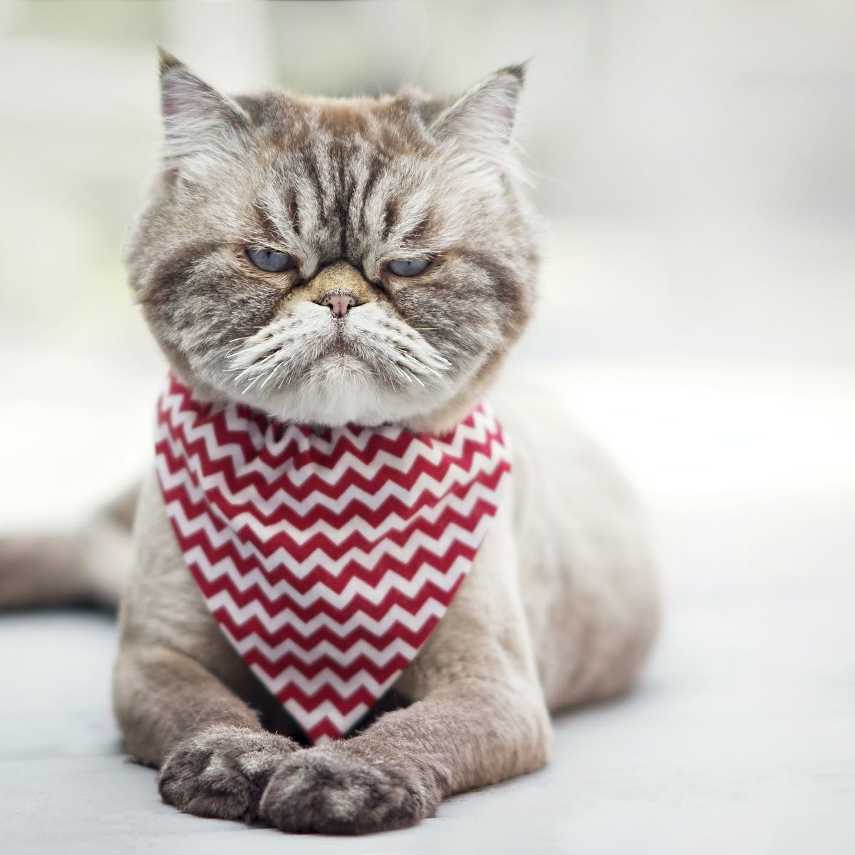 ServerlessC's tweet photo. Enjoy this cat picture! By @mavi888uy playing with #NoServerNovember https://t.co/2omGr2yNM6