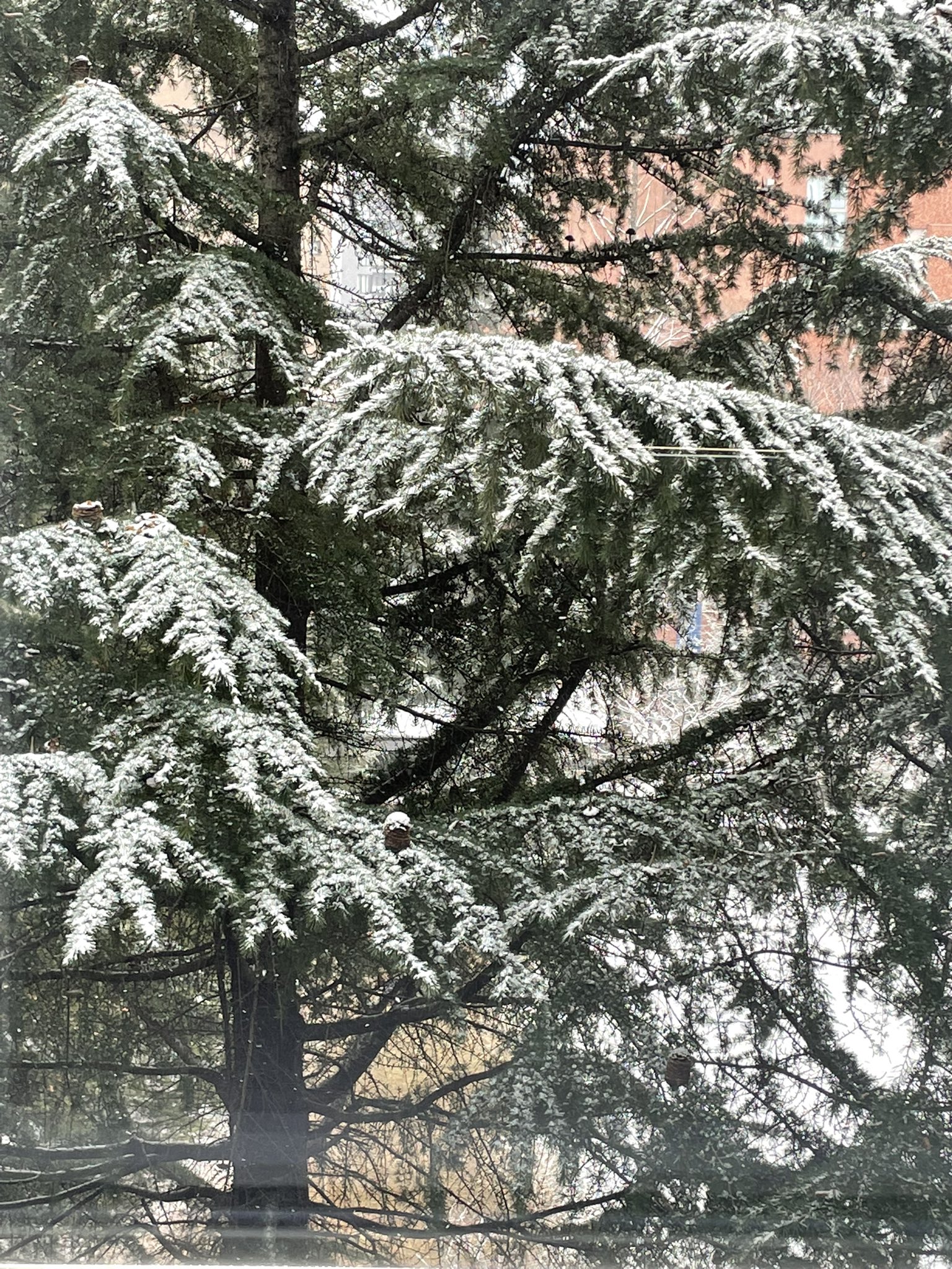 上田悠華子 Nhkキャスター 明日は祝日のため 今週のおはよう東北は今日で終わりです ご覧くださった方ありがとうございました 木の雪景色 綺麗ですが寒いですね T Co Vslg2hd2ck Twitter