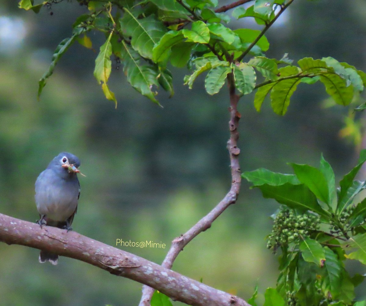 Living up to its name, here's breakfast darling
White-eyed Slaty Flycatcher
 #KenyaBirds #BirdsSeenIn2022 #birds #birdwatching #NaturePhotography  #earthcapture #TwitterNatureCommunity